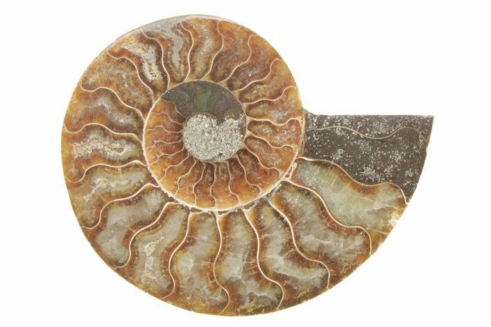 Cut & Polished Ammonite Fossil (Half) - Madagascar #223150